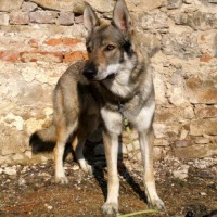 Czechoslovakian Wolfdog