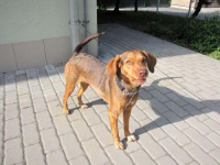 KESI a další fenky z útulku: