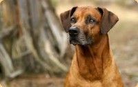 The Rhodesian Ridgeback