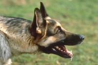Alsatian